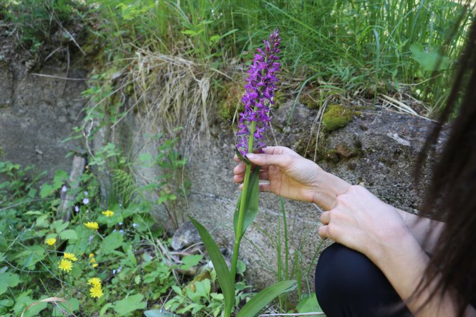 Bozok Üniversitesi Akdağmadeni'nde salep orkidelerinin türlerini belirliyor
