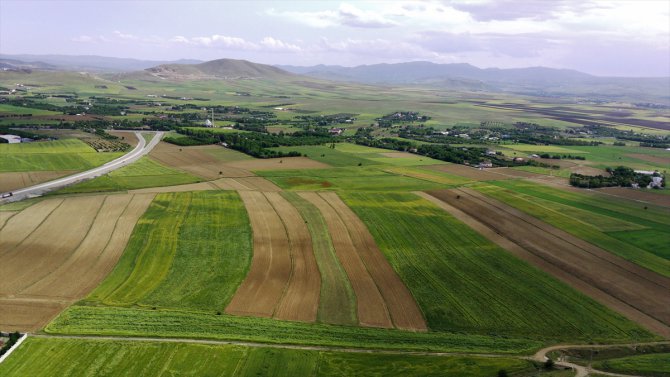 Elazığ'da son yılların en yüksek arpa ve buğday rekoltesi bekleniyor