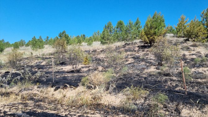 Aksaray'daki anız yangını ormanlık alana zarar verdi