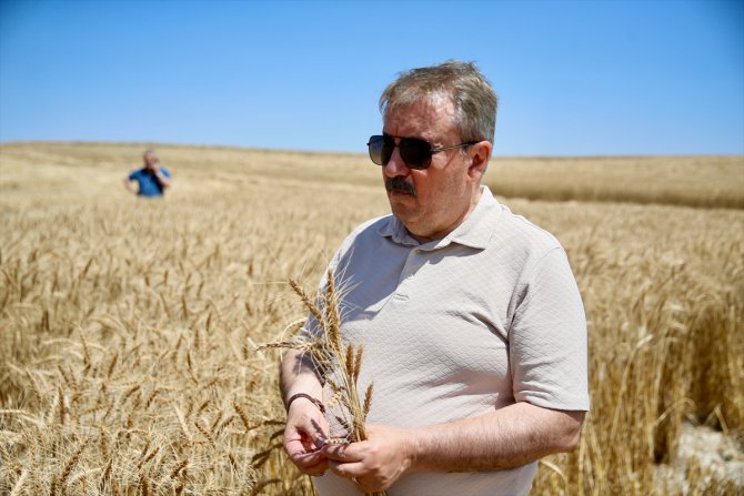 BBP Genel Başkanı Destici, Eskişehir'de biçerdöverle buğday hasadı yaptı: