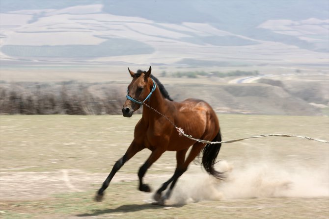 İran'da yetiştirilen Türkmen atları 500 bin lirayı geçen fiyatlarla alıcı buluyor