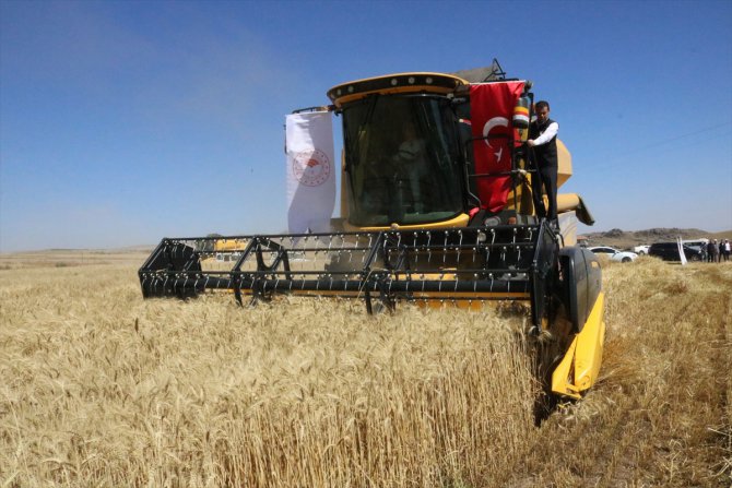Nevşehir Valisi İnci Sezer Becel, biçerdöverle buğday hasadı yaptı