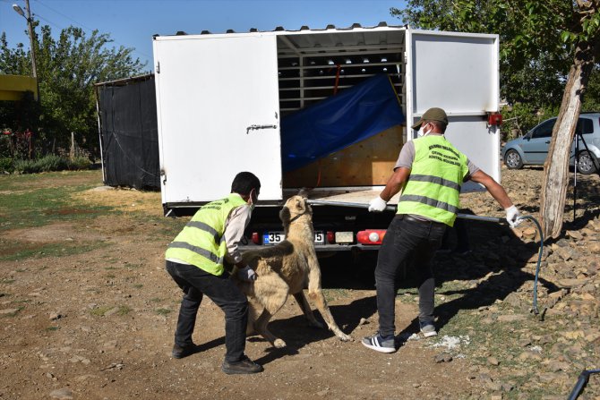Şanlıurfa'da köpeğin saldırısına uğrayan 3 çocuk tedavi altına alındı