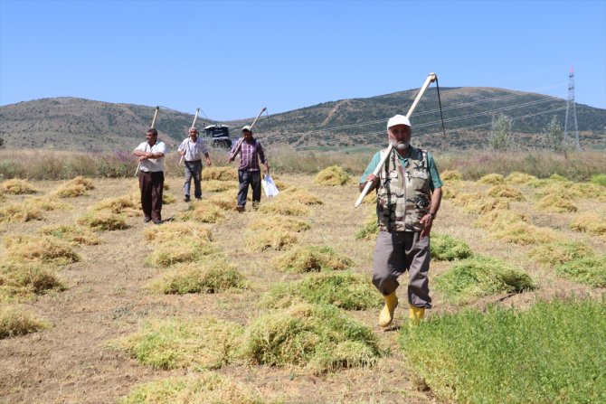 Yozgat'ta yeşil mercimek hasadı başladı