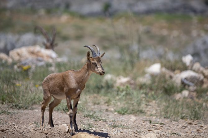 Kaçak avcılığa karşı korunan yaban keçileri Tunceli dağlarında güvenle yaşıyor