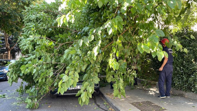 Beşiktaş'ta üzerine ağaç dalının devrildiği otomobilde hasar oluştu