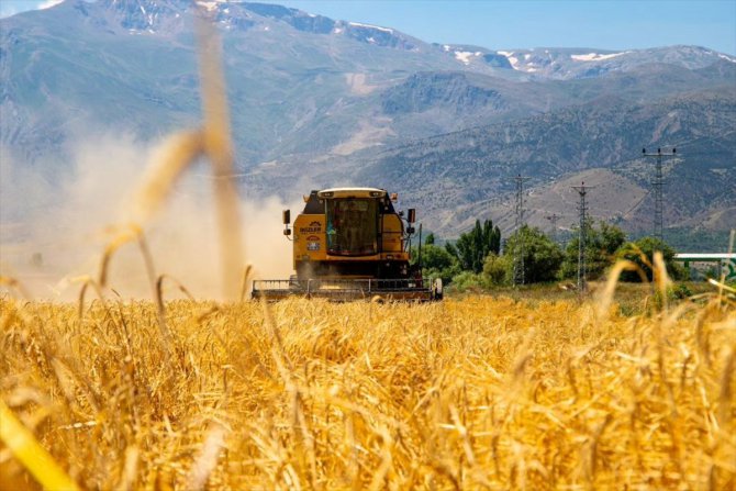 Erzincan Belediyesinin boş arazilere ektiği hububatta hasat başladı