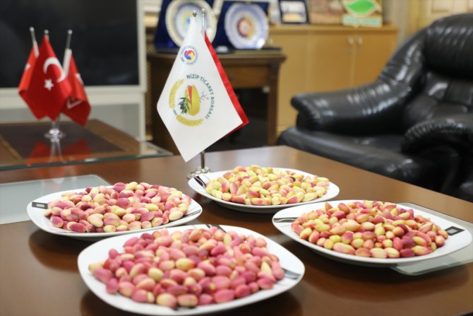 Gaziantep'te sezonun ilk kırmızı kabuklu Antep fıstığı yetiştiricileri ödüllendirildi