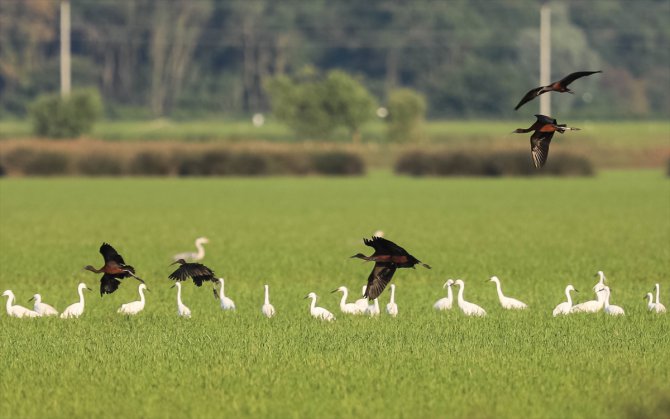 Kızılırmak Deltası Kuş Cenneti pek çok canlıya ev sahipliği yapıyor