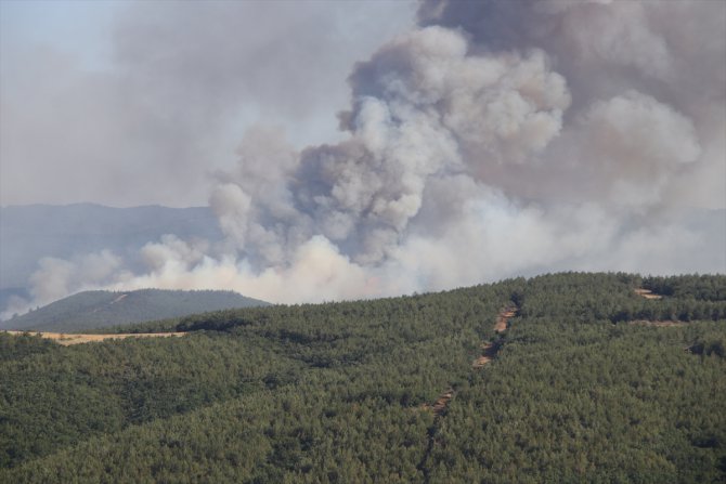 Tekirdağ'ın Malkara ilçesinde orman yangını