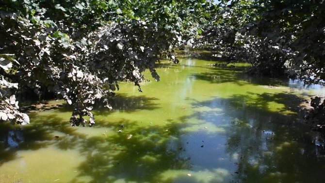 Düzce'de selden etkilenen tarım arazilerinde hasar tespiti tamamlandı