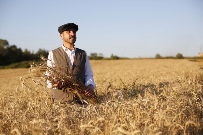 Ekmeği 1 liradan satan Kestel Belediyesi, 1050 dönüme ektiği buğdayların hasadını yaptı