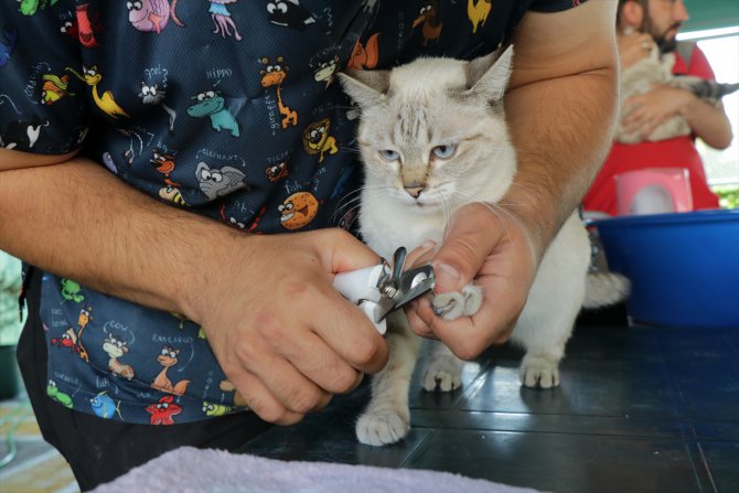 Kayseri'deki "Kedi Kasabası"nda kedilere haftanın iki günü özel bakım yapılıyor