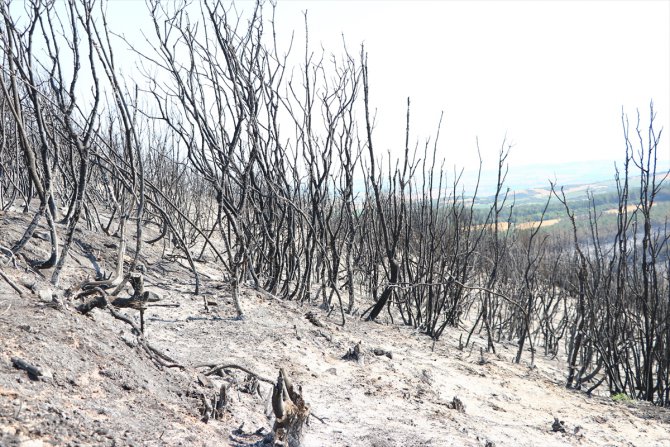 Tekirdağ Malkara'da çıkan orman yangını kontrol altına alındı