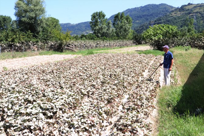Zonguldak'ta ürünleri selde zarar gören çiftçi ve seracılar üzgün