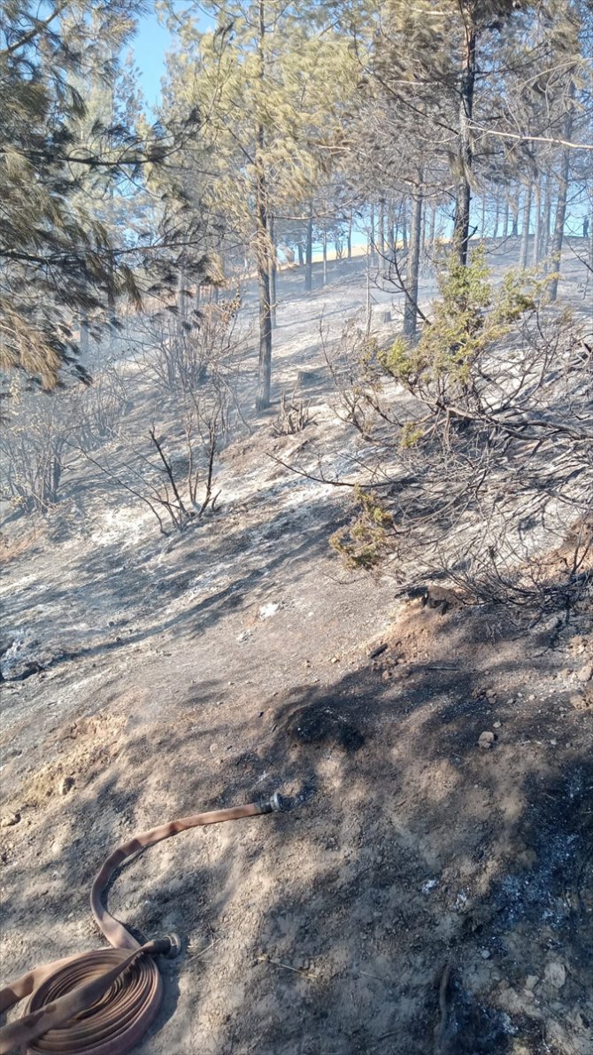 Adana'da çıkan orman yangını kontrol altına alındı