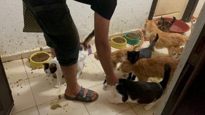 Isparta'da bodrumda kötü şartlarda kedi besleyen kişiye 41 bin lira ceza kesildi