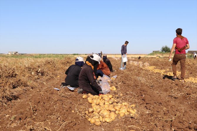 Suriye'nin kuzeyinde patates hasadı çiftçilerin yüzünü güldürdü