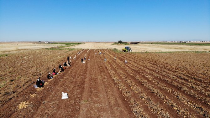 Suriye'nin kuzeyinde patates hasadı çiftçilerin yüzünü güldürdü