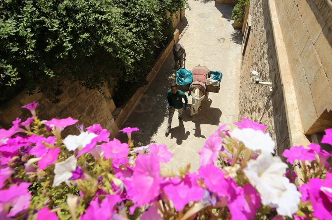 Mardin'de çöp taşıyan kadrolu eşeklerin yaz mesaisi