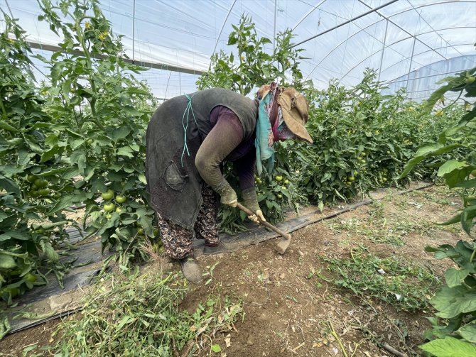 Antalya'da tarım işçileri, sıcaklığı 45 dereceyi aşan seralarda ter döküyor