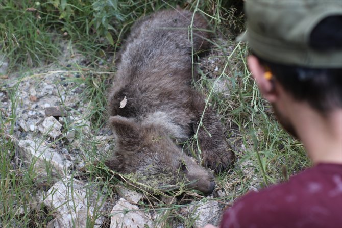 Kütahya'da yaralı bulunan ayı yavrusu tedavi altına alındı