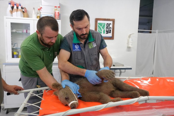 Ormanya'da sağlığına kavuşan boz ayı yavrusu "Tuti" doğaya salındı