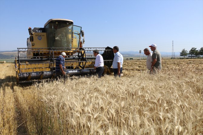 Amasya'da öğrencilerin yetiştirdiği 50 çeşit ekmeklik buğdayın hasadı yapıldı