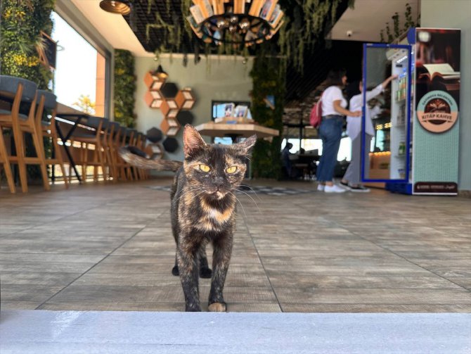 Kocaeli'de belediyenin sahiplendiği kedi "Kahve"nin 7 yavrusu çocuklara emanet