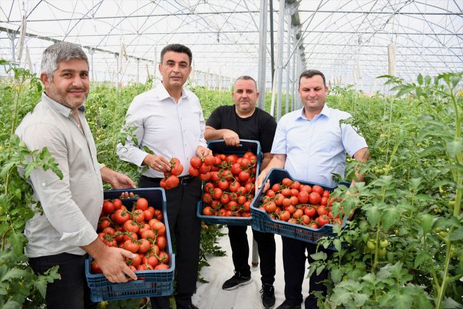 Kocaeli'ne 600 kilometre uzaktan getirilen volkanik cürufla domates verimi artırıldı