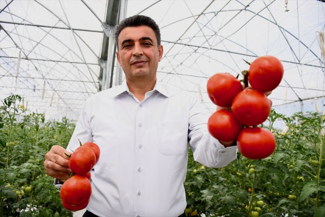 Kocaeli'ne 600 kilometre uzaktan getirilen volkanik cürufla domates verimi artırıldı