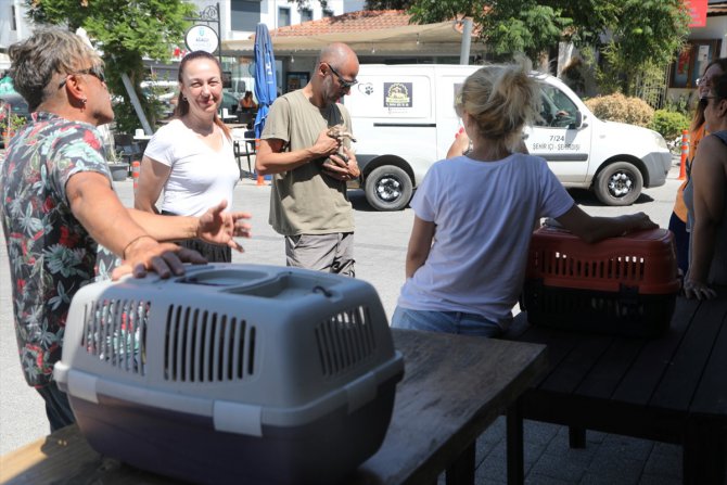 Bodrum'da sokak hayvanlarına yönelik çipleme ve aşılama çalışması yapıldı