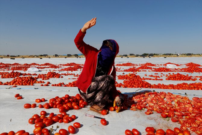 Diyarbakır'da kavurucu sıcaklıkta kurutmalık domates mesaisi başladı