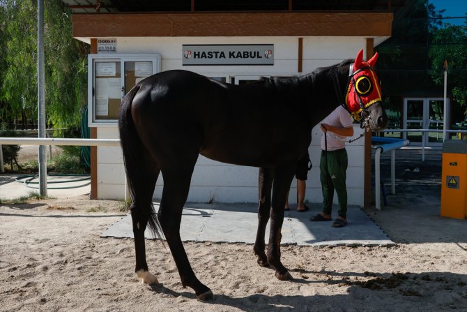 Hasta ve yaralı yarış atları, sağlık ekibinin uyguladığı tedaviyle pistlere dönüyor