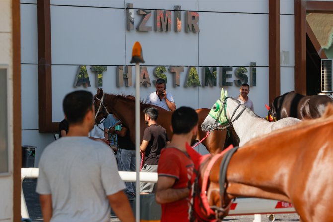 Hasta ve yaralı yarış atları, sağlık ekibinin uyguladığı tedaviyle pistlere dönüyor