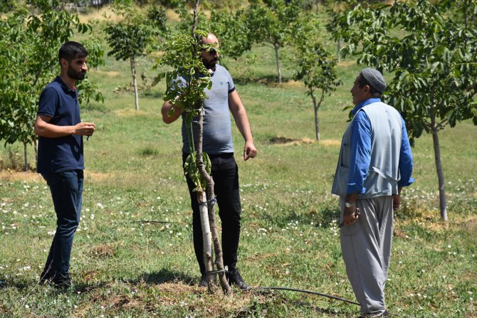 Şırnak'ta devlet desteğiyle aşılanan ceviz ağaçlarında verim arttı