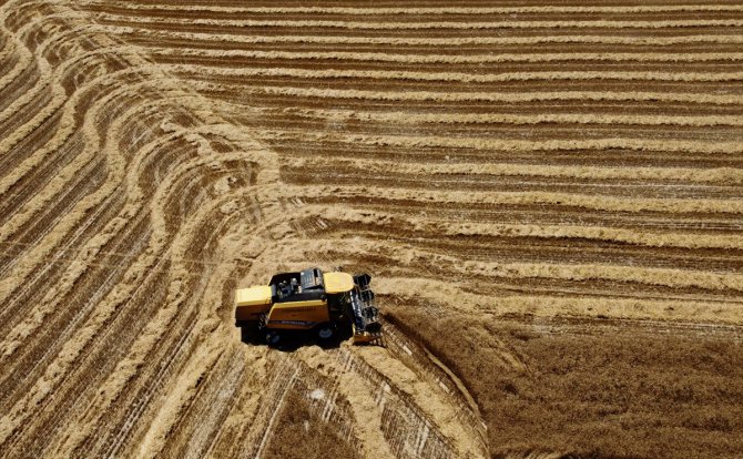 Anadolu Tarım İşletmesinin yetiştirdiği yerli buğday tohumları çiftçiye dağıtılacak