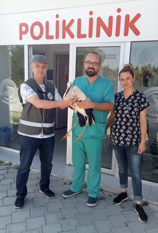 Denizli'de tedavisi tamamlanan leylek doğaya salındı