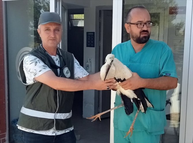 Denizli'de tedavisi tamamlanan leylek doğaya salındı