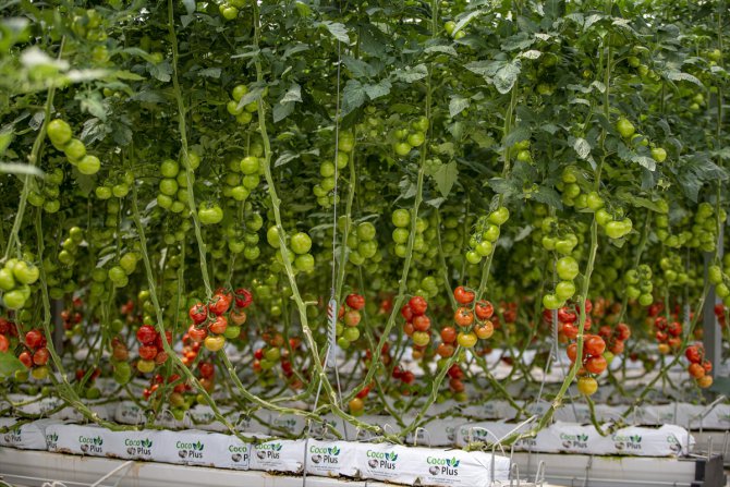 Jeotermal kaynakla üretilen domatesler Türkiye'nin dört bir yanına pazarlanıyor