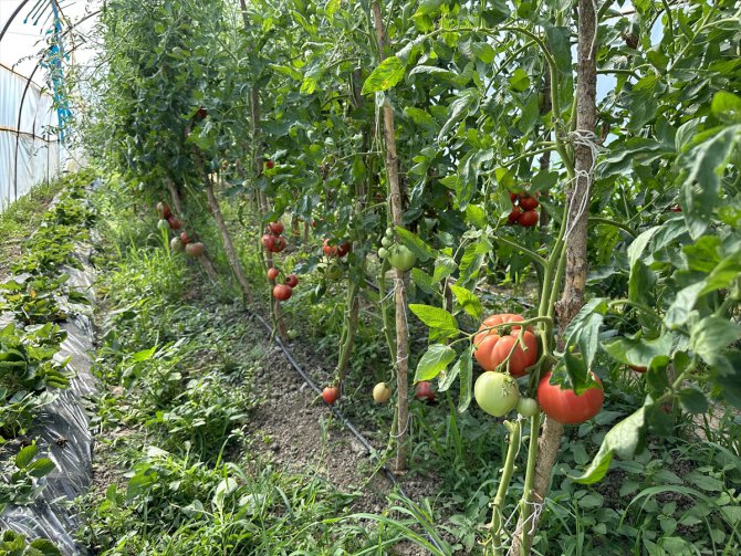 Sakarya'da ata tohumundan 1,5 kilogramlık domates yetiştirildi