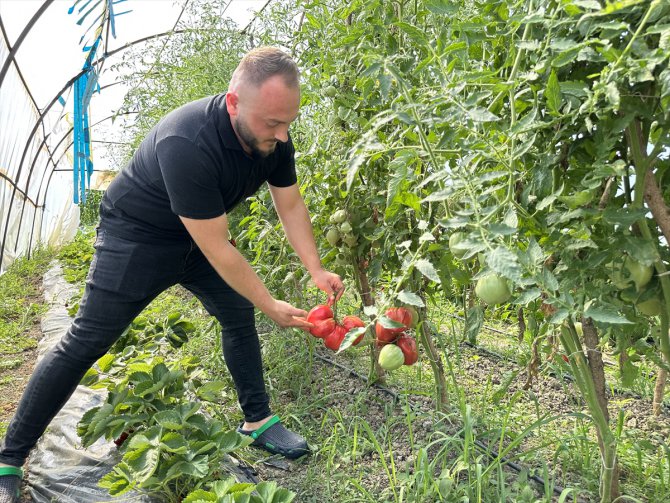 Sakarya'da ata tohumundan 1,5 kilogramlık domates yetiştirildi