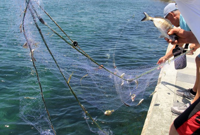 Sinop'ta deniz suyunun ani soğumasıyla şoka giren tonlarca balık kıyıya vurdu